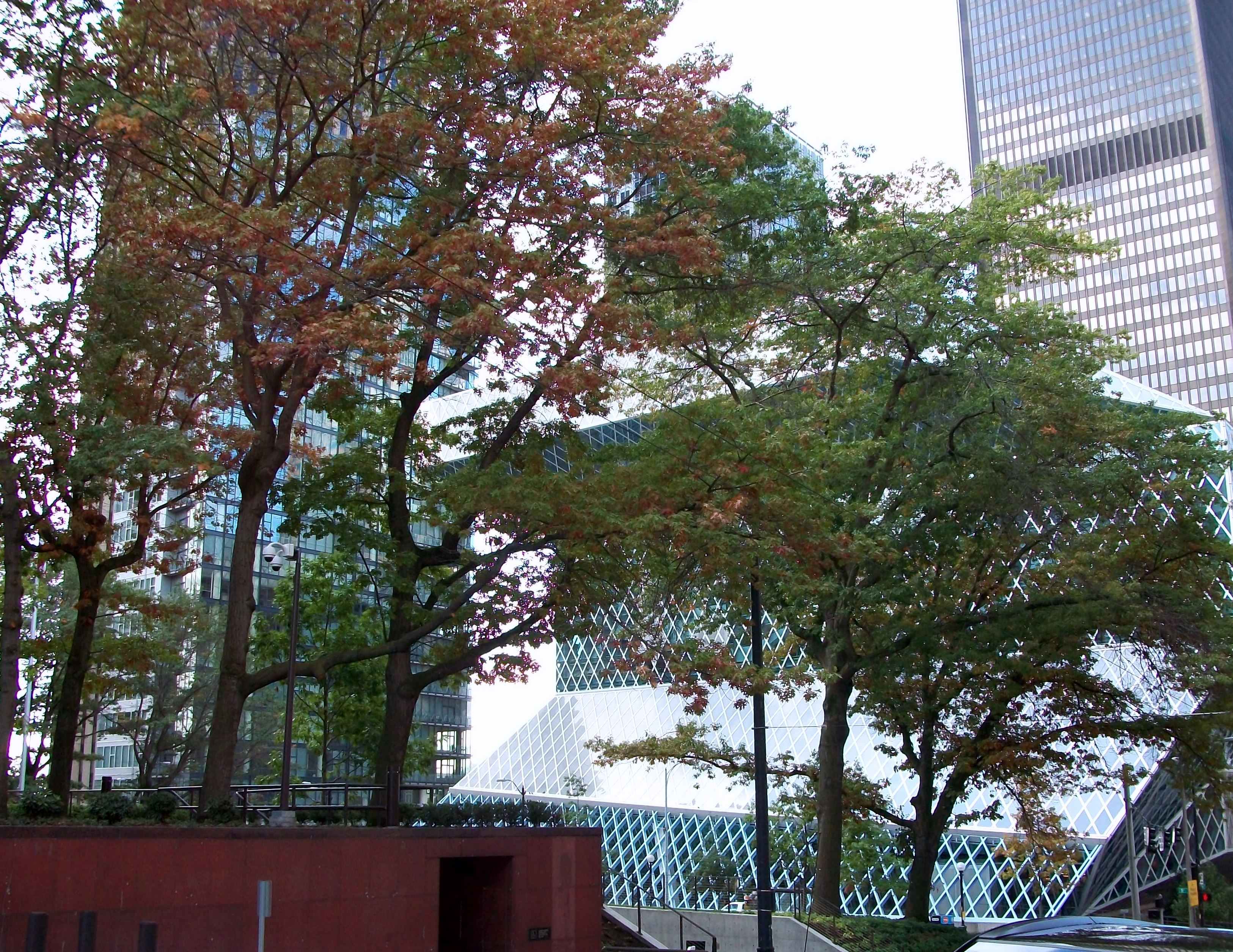 从 4th Avenue 一侧街角看 Seattle Central Library 的菱形 grid 外立面