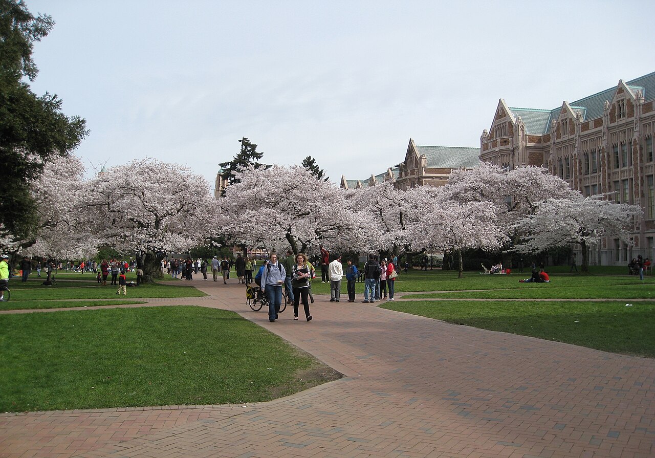 UW Liberal Arts Quadrangle 春季 Yoshino 樱花盛开：四周 Collegiate Gothic 立面，地面是粉白色花瓣的步道