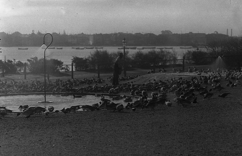1923 年 Lake Merritt 的水鸟群