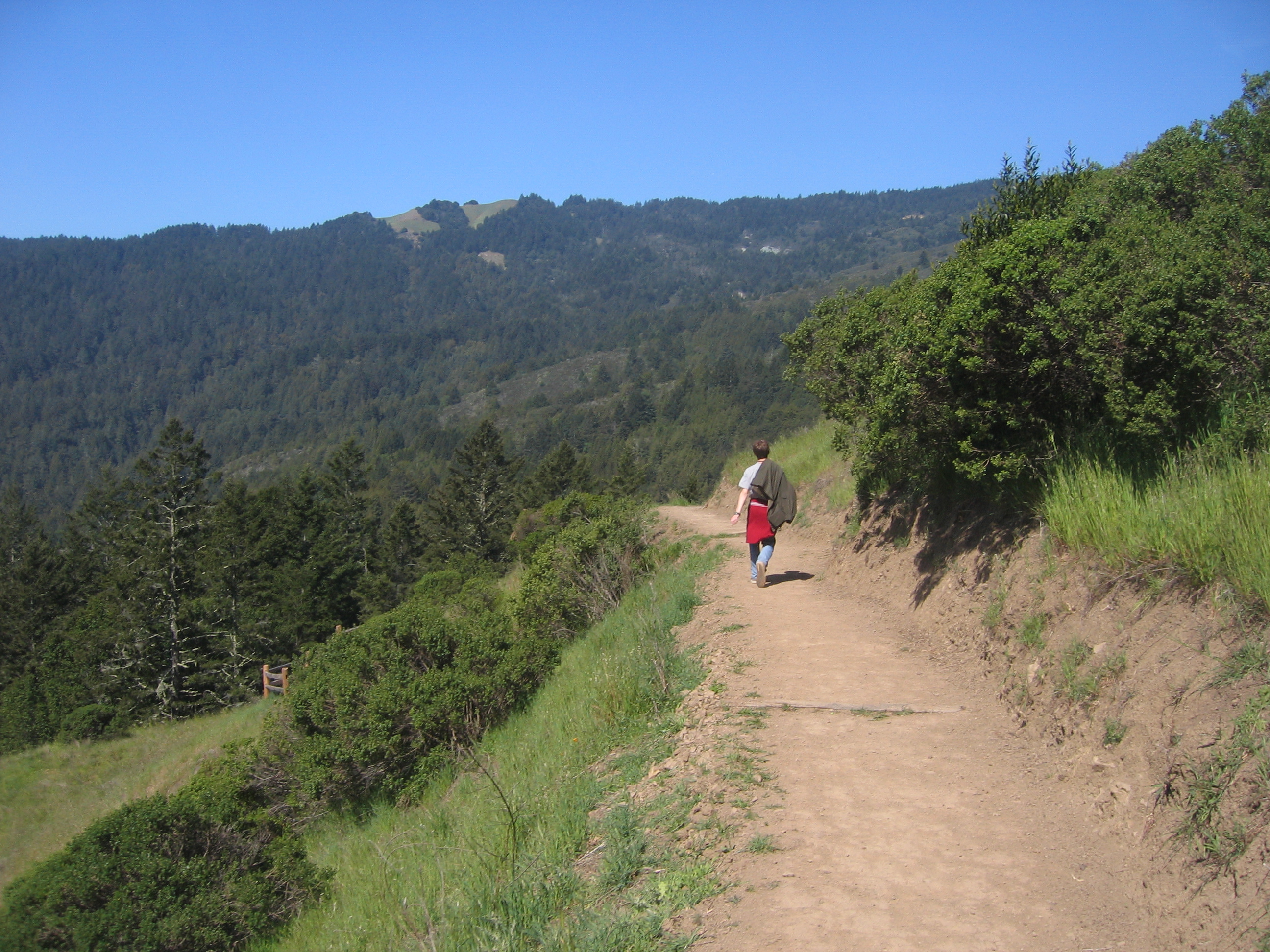 Muir Woods 红杉林和木板栈道