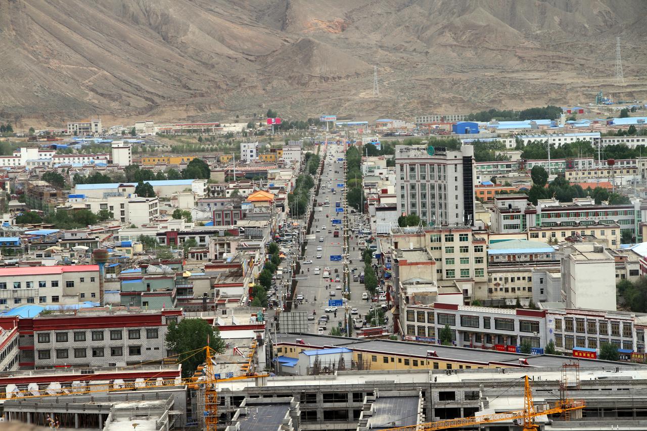 珠峰路两侧的青海云杉行道树，树冠矮小紧凑