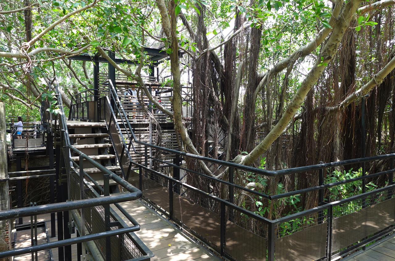 树屋内部的木栈道和观景平台