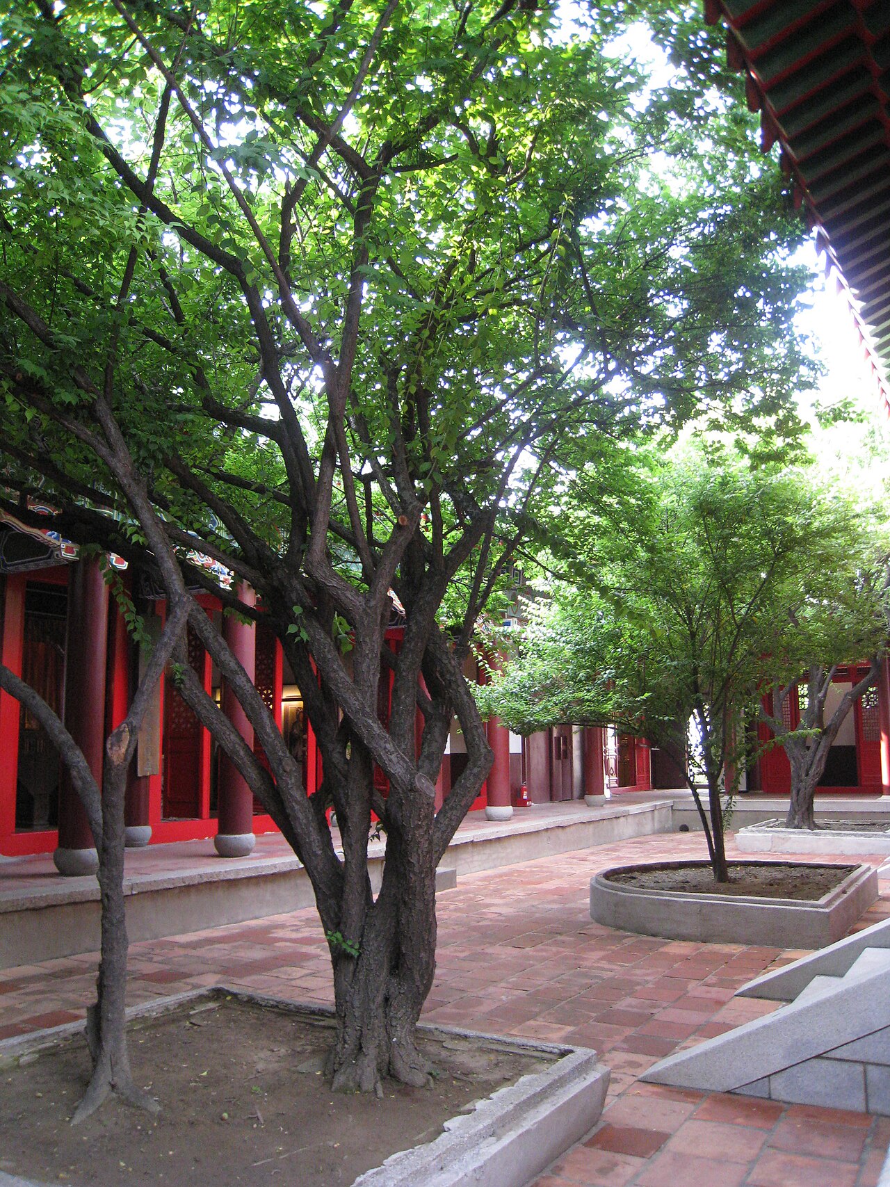 延平郡王祠后殿庭院中相传郑成功手植的古梅