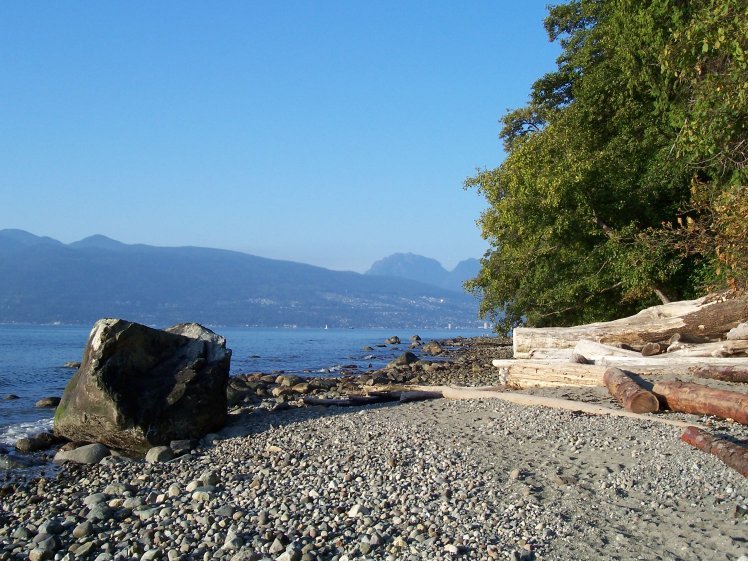 Acadia Beach 段海岸线，崖壁暴露的树根和漂木显示森林边界向潮间带的过渡