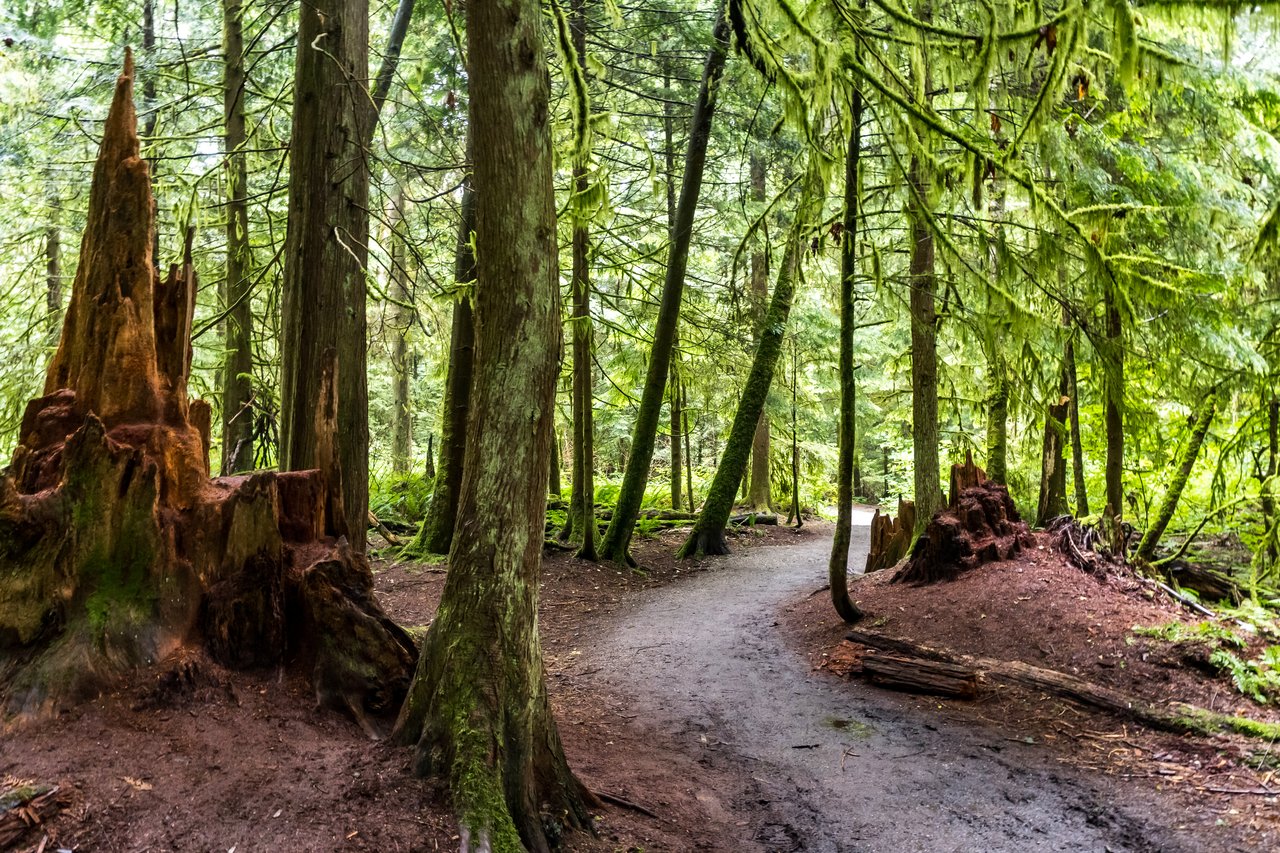 Pacific Spirit Park 森林步道，树干之间光线骤暗，步道入口消失在树丛中