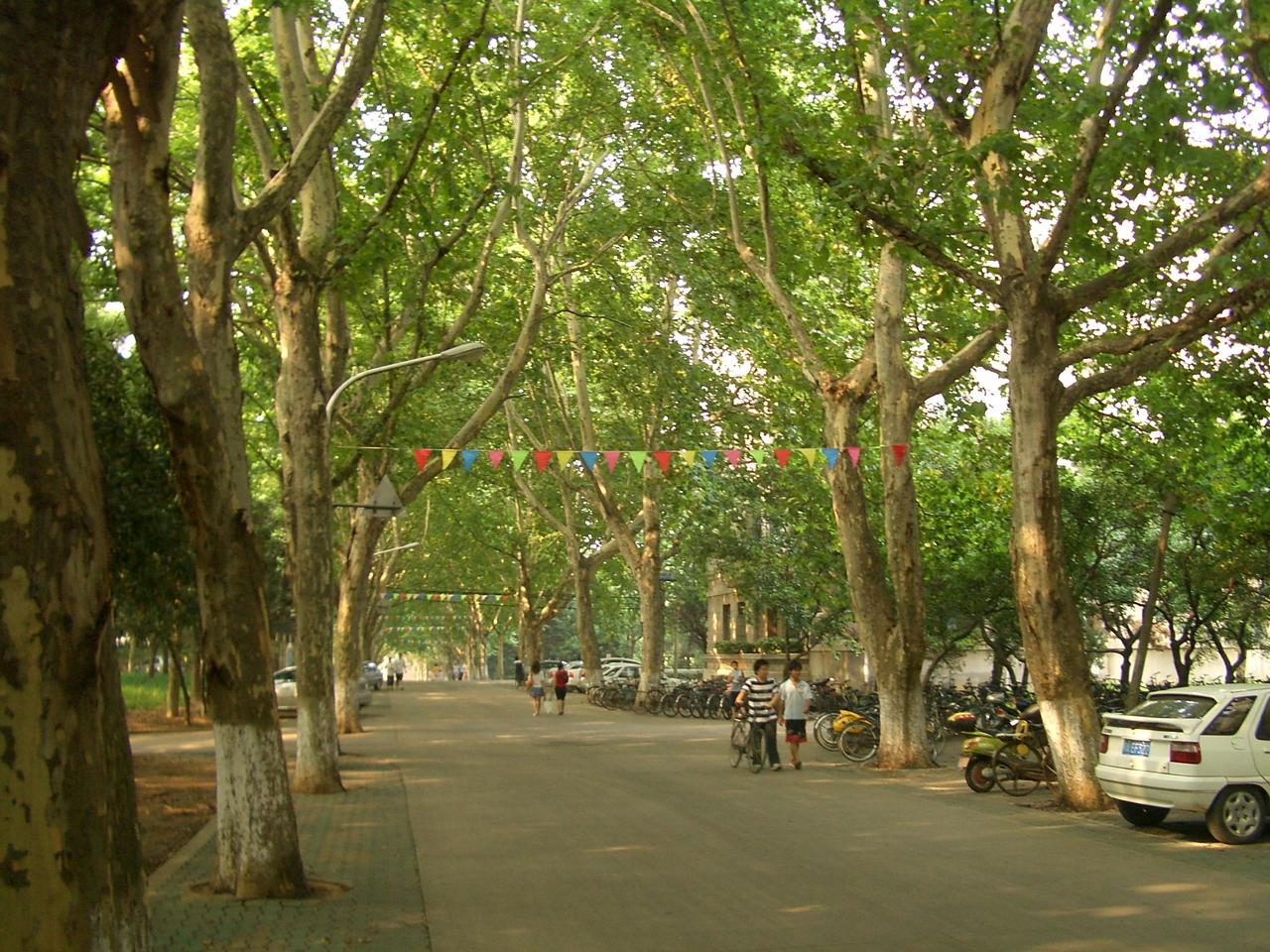 华科校园内的林荫道，两侧梧桐形成整齐的树冠隧道