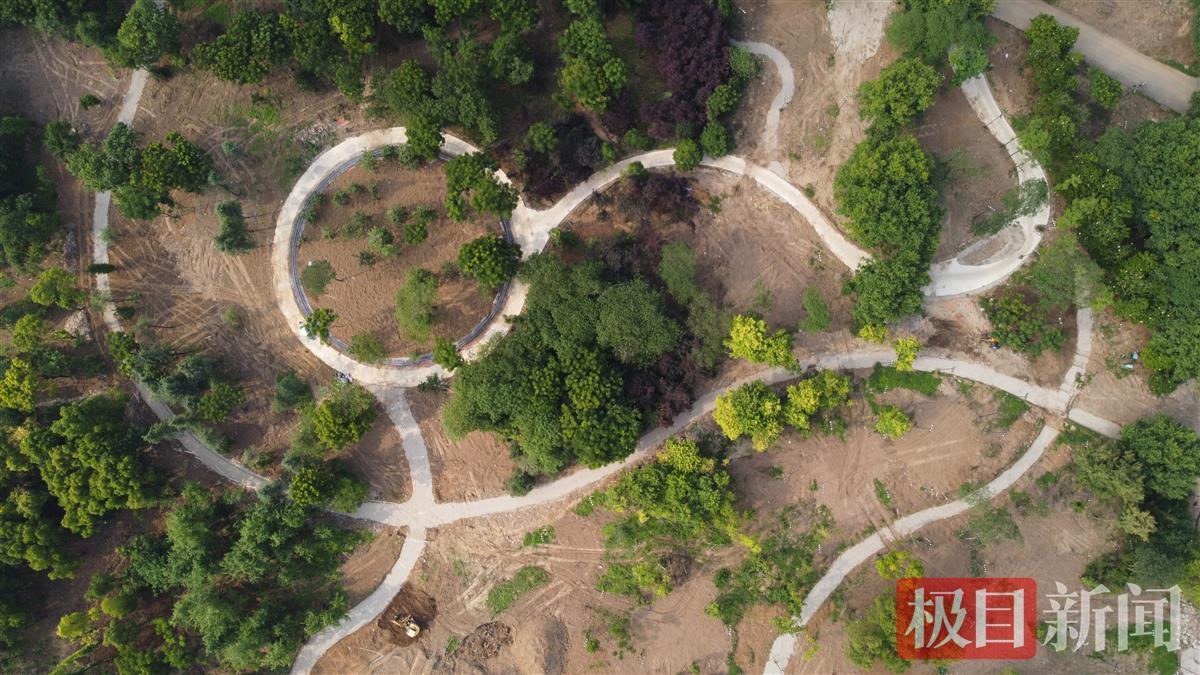 南岸嘴公园密林
