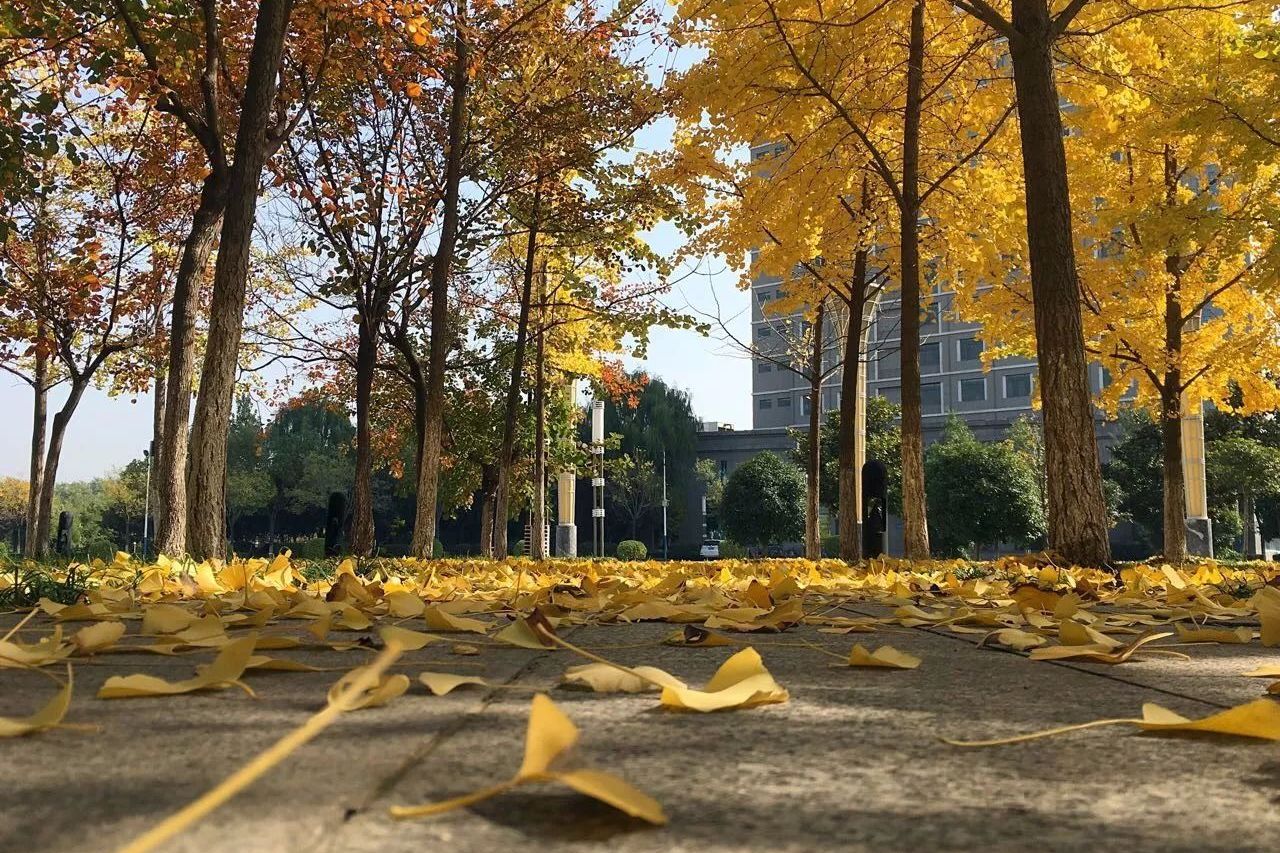 幸福林带秋季景观,银杏叶铺满步道