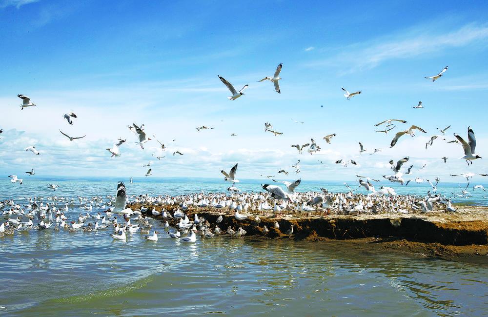 湟水河湿地公园的芦苇荡和滨水步道