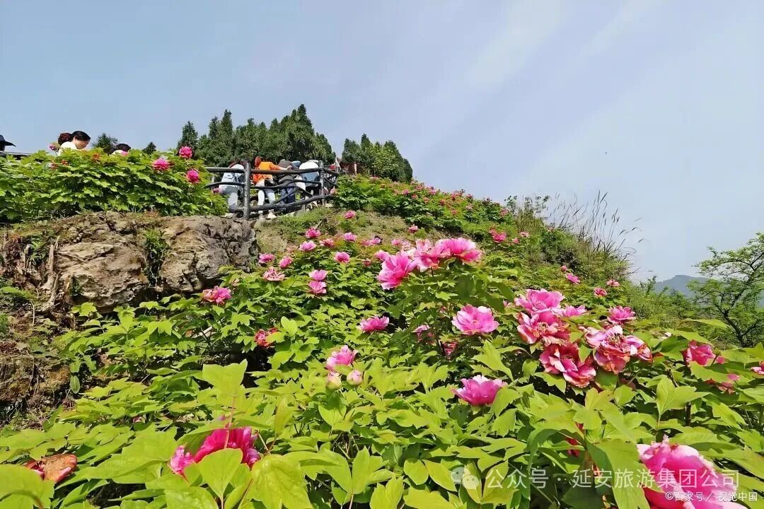 山坡上盛开的野生矮牡丹，植株低矮，花色丰富