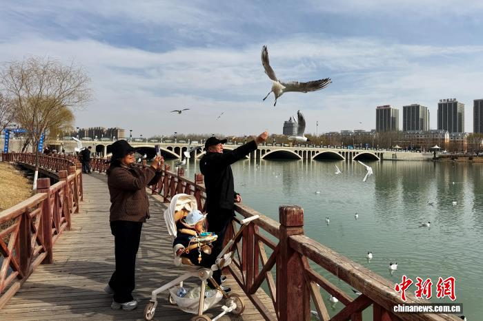 红嘴鸥在典农河与市民互动，证明水质生态治理成效