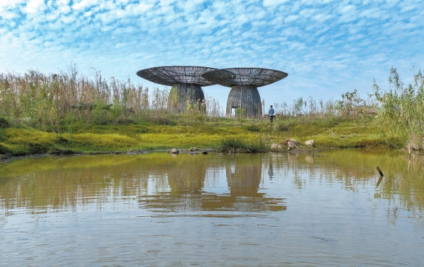 洞庭湖芦苇荡近景，灰黄色的芦苇秆在风中摇曳
