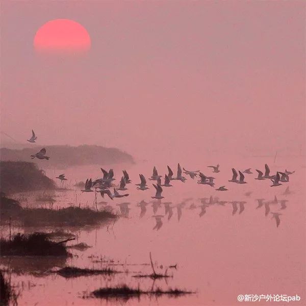晨光中的东洞庭湖湿地，水面上倒映着芦苇和天空，画面远处可见工业设施的天际线模糊轮廓