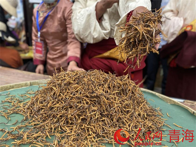 虫草交易：玉树经济的重要支柱