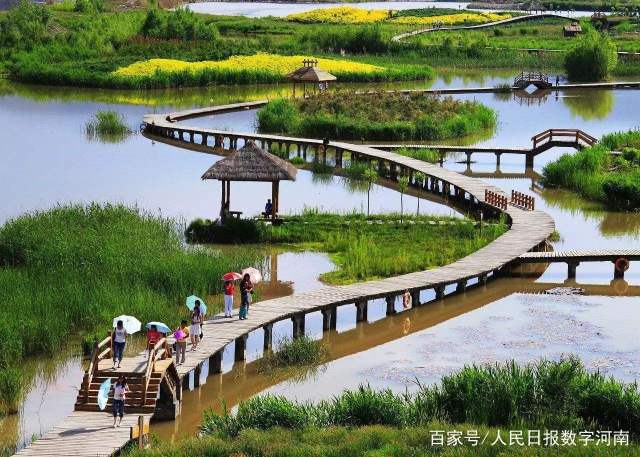黄河湿地公园的芦苇与生态步道