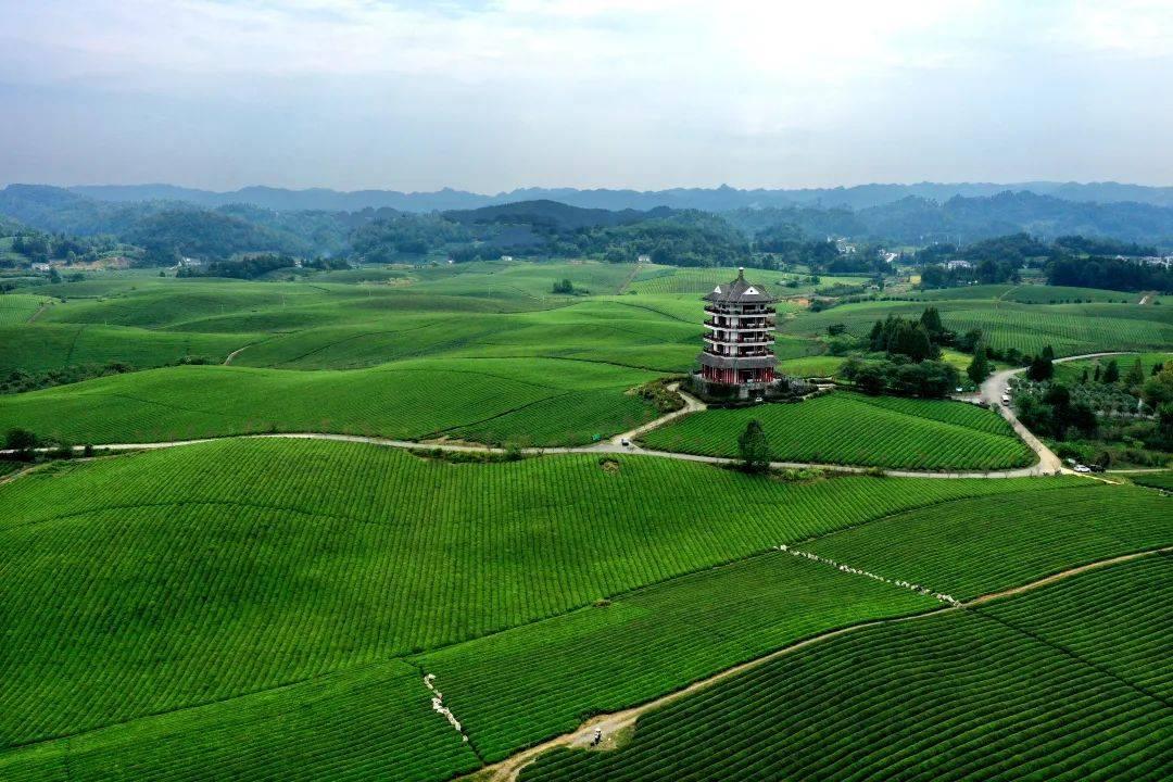 湄潭连绵起伏的茶山，茶垄沿山势铺展