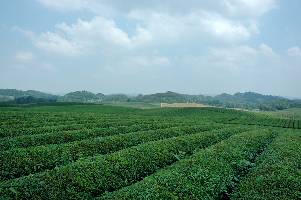 中国茶海远眺，永兴镇万亩连片茶园山顶俯瞰